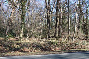 Königseiche im Großen Holz, Blick auf den Baum …