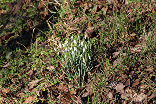 Kleine Schneeglöckchen (Galanthus nivalis)