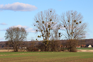 Zoom auf ein Feldgehölz