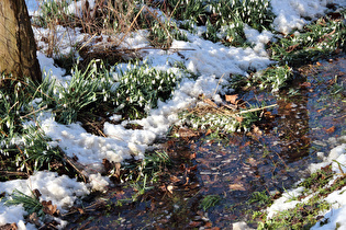 Kleine Schneeglöckchen (Galanthus nivalis)