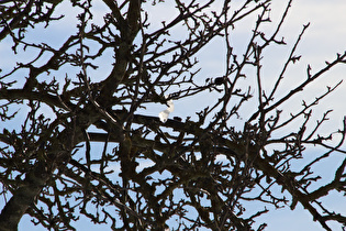 Eisrest im Apfelbaum