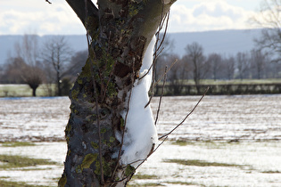 Schneerest am Stamm haftend