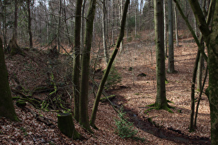 der Bruchbach, Blick flussaufwärts