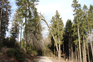 eine windbrüchige Weide (Salix) …