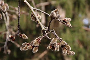 … mit Notblüte