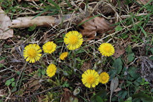 blühender Huflattich (Tussilago farfara)