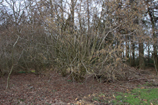 … und Blick auf einen blühenden Haselstrauch (Corylus avellana)