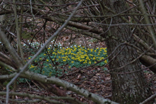 Zoom auf Märzenbecher (Leucojum vernum) und Winterlinge (Eranthis hyemalis)