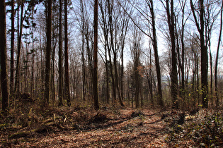 Benther Berg, Kammweg, Blick auf Benthe