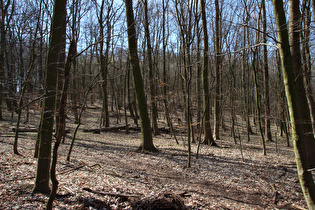 Benther Berg, Westhang, Blick zum Gipfel …