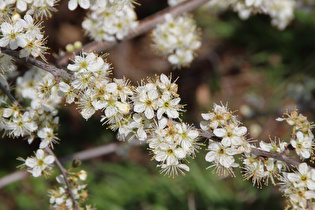 Zoom auf die Blüten