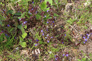 Gundermann (Glechoma hederacea)