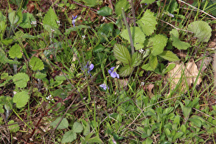 Hunds-Veilchen (Viola canina)