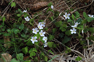 Waldsauerklee (Oxalis acetosella)