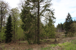 weiter zum Reinekensiekskopf, Blick nach Norden