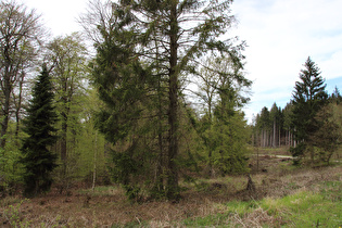 weiter zum Reinekensiekskopf, Blick nach Norden