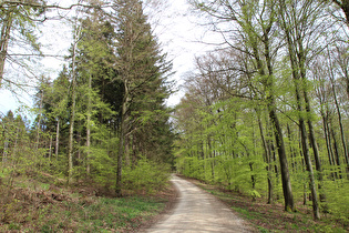 Kammweg, Steilstück zwischen Nienstedter Pass und Hohe Warte