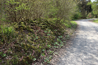 Gewöhnliche Pestwurz (Petasites hybridus)