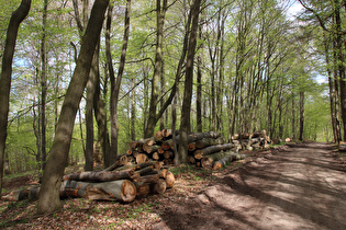 zwischen Laube und Kalenberg, Blick nach Osten …