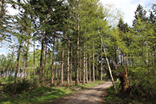 Anstieg zum Kalenberg, Blick bergauf …