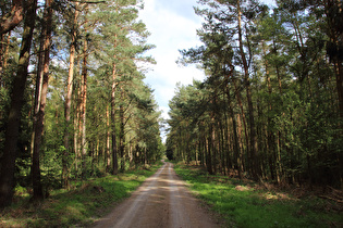 Kiefernwald und Schotterpiste – fast wie in der Norddeutschen Tiefebene