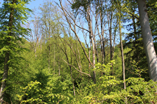 Blick Richtung Kloster Amelungsborn