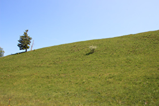 eine Bergwiese östlich von Altenau