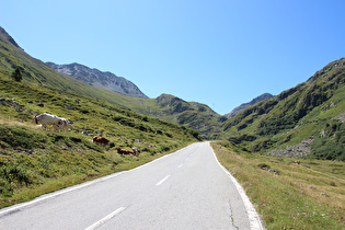 Nordrampe der Passstraße im Bereich der montanen Baumgrenze, Blick talaufwärts