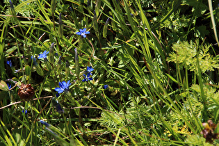 Schnee-Enzian (Gentiana nivalis)