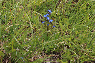 Schnee-Enzian (Gentiana nivalis)