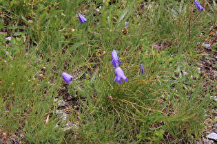 Zwerg-Glockenblume (Campanula cochleariifolia)