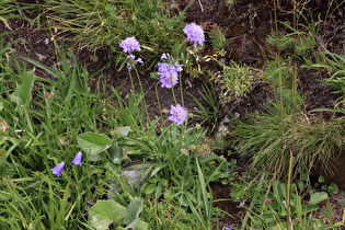 Glanz-Skabiose (Scabiosa lucida)