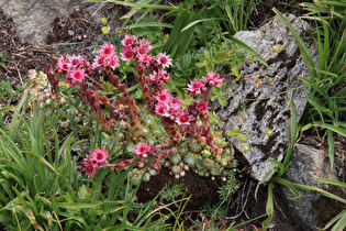 Spinnweb-Hauswurz (Sempervivum arachnoideum)