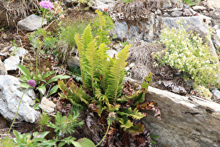 Lanzen-Schildfarn (Polystichum lonchitis)