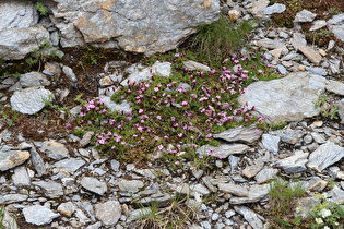 Stängelloses Leimkraut (Silene acaulis)