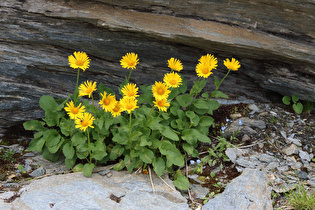 Großblütige Gämswurz (Doronicum grandiflorum)