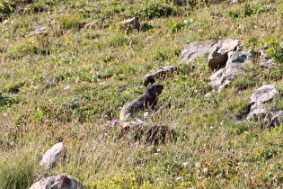 Alpenmurmeltier (Marmota marmota)