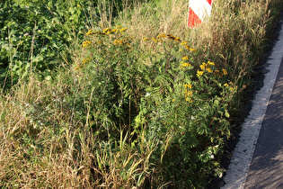 Rainfarn (Tanacetum vulgare)