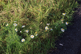 Echte Kamille (Matricaria chamomilla)