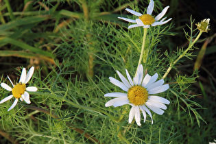 Zoom auf die Blüten