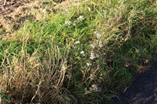 Gewöhnliche Schafgarbe (Achillea millefolium)