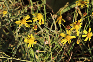 Zoom auf die Blüten