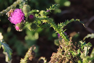 Zoom auf die Blüten …