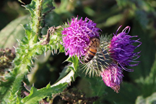 … und eine Westliche Honigbiene (Apis mellifera)