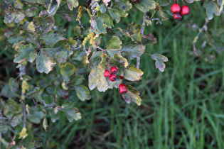 Weißdorn (Crataegus), …