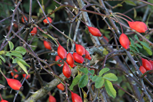 Hundsrose (Rosa canina) …