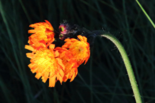 Zoom auf die Blüten