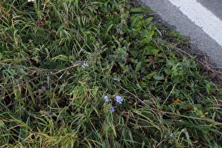 Gewöhnliche Wegwarte (Cichorium intybus)