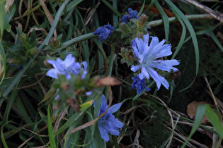 Zoom auf die Blüten